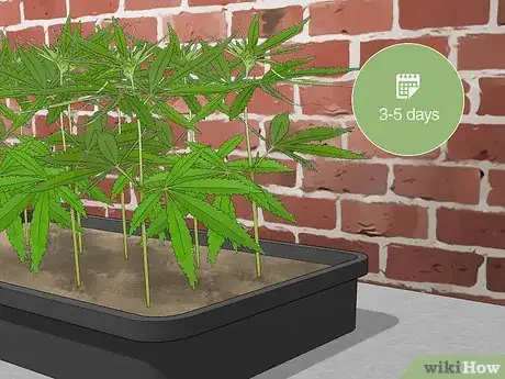 Image intitulée Plant Clones Step 1