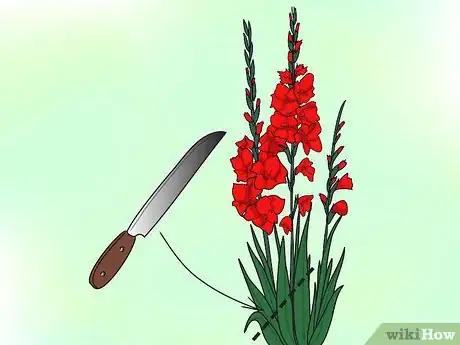 Image intitulée Grow Gladiolus Step 14Bullet2