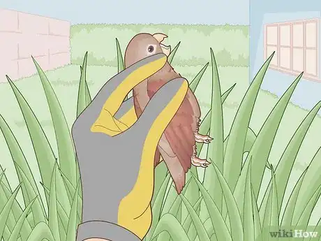 Image intitulée Trap a Backyard Bird Step 27