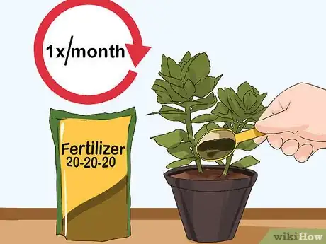 Image intitulée Grow Kalanchoe Step 11