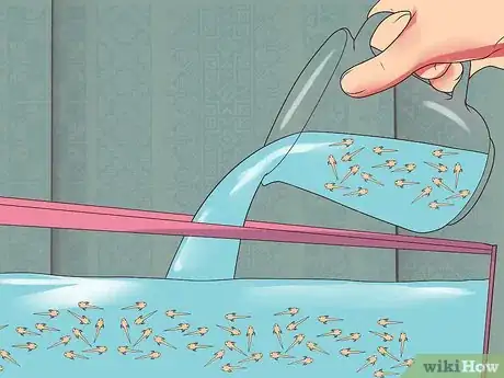 Image intitulée Breed Gouramis Step 20