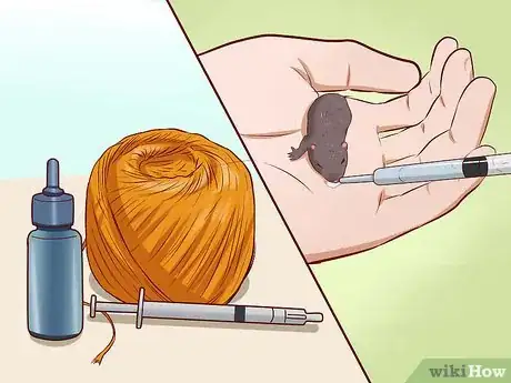 Image intitulée Care for Baby Mice Step 5