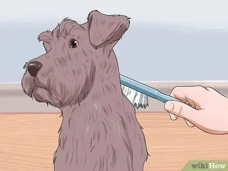 Image intitulée Groom a Miniature Schnauzer Step 1