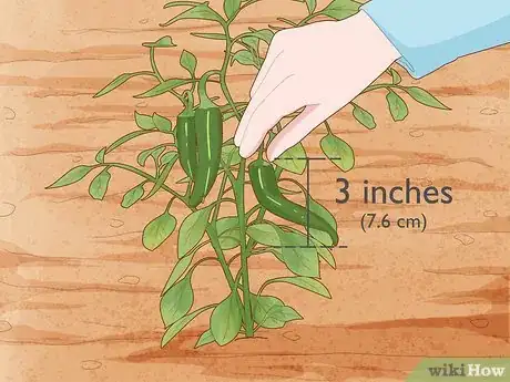 Image intitulée Grow Jalapeno Peppers Step 16