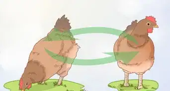 soigner une poule qui fait une rétention d'œuf