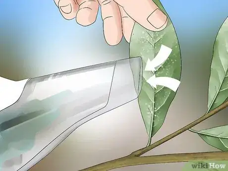 Image intitulée Get Rid of the Whitefly Step 1
