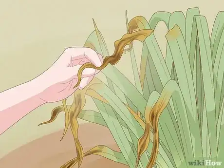 Image intitulée Keep Narcissus Bulbs After Flowering Step 2