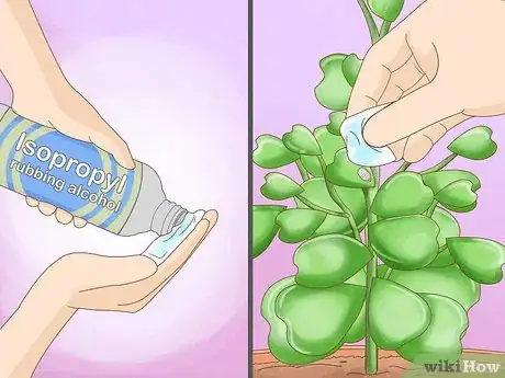 Image intitulée Get a Hoya Plant to Bloom Step 18