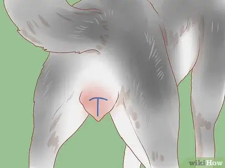 Image intitulée Encourage Dogs to Mate Naturally Step 5