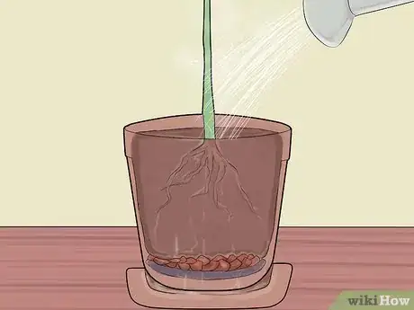 Image intitulée Grow Lemon Trees Indoors Step 12