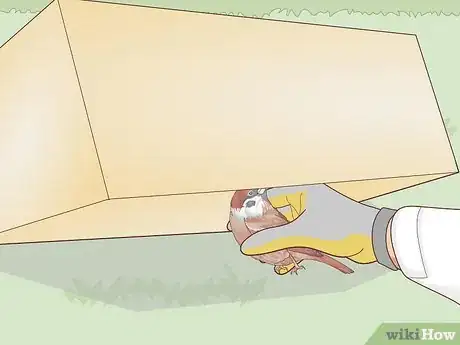 Image intitulée Trap a Backyard Bird Step 22