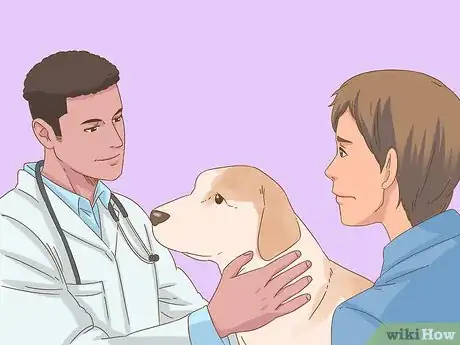 Image intitulée Detect Diabetes in Dogs Step 7