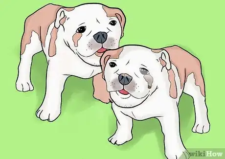 Image intitulée Breed English Bulldogs Step 2