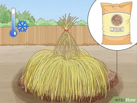Image intitulée Grow Pampas Grass Step 14