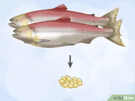 Image intitulée Raise Salmon in a Pond Step 9