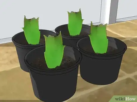 Image intitulée Care for a Christmas Cactus Step 13