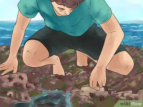 Image intitulée Catch a Crab Step 20