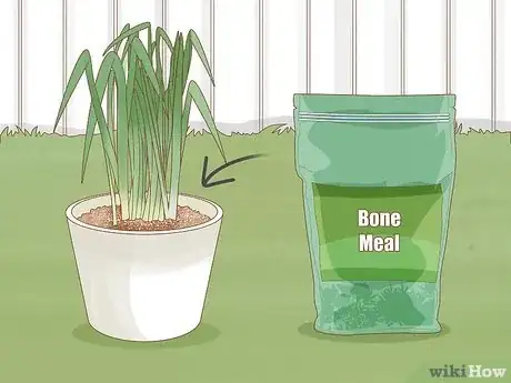 Image intitulée Keep Narcissus Bulbs After Flowering Step 5
