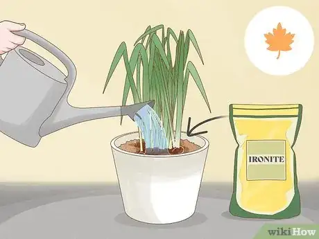 Image intitulée Keep Narcissus Bulbs After Flowering Step 7