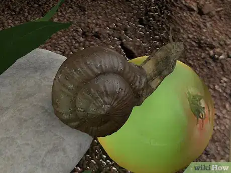 Image intitulée Care for Snails Step 6Bullet2