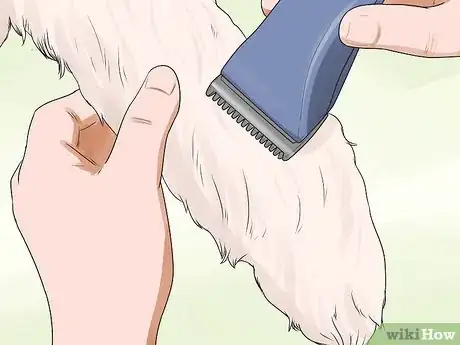 Image intitulée Groom a Miniature Schnauzer Step 6