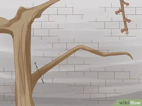 Image intitulée Prune Grape Vines Step 16