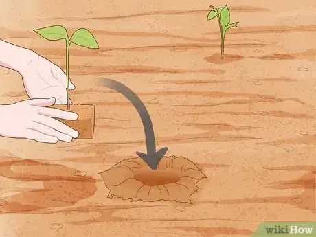 Image intitulée Grow Jalapeno Peppers Step 12