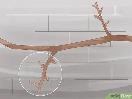 Image intitulée Prune Grape Vines Step 15