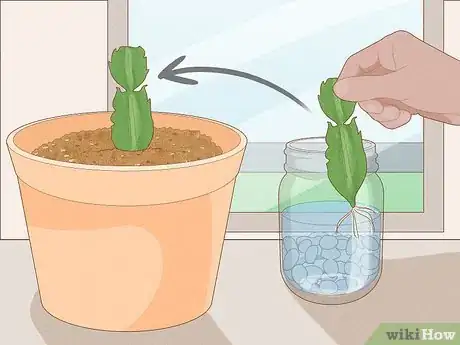 Image intitulée Propagate Christmas Cactus Step 18