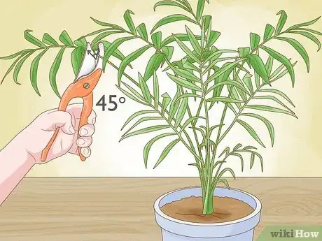 Image intitulée Prune Houseplants Step 5