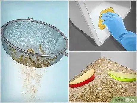 Image intitulée Breed Mealworms Step 9
