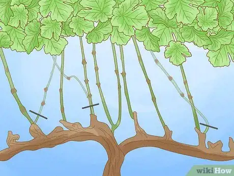 Image intitulée Prune Grape Vines Step 23