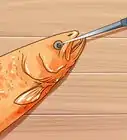 tuer un poisson sans souffrances