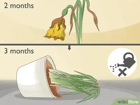 Image intitulée Keep Narcissus Bulbs After Flowering Step 6