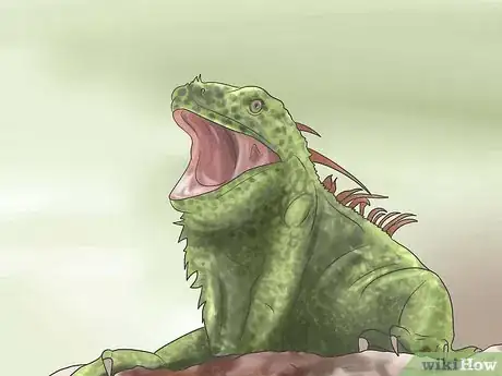Image intitulée Care for an Iguana Step 6
