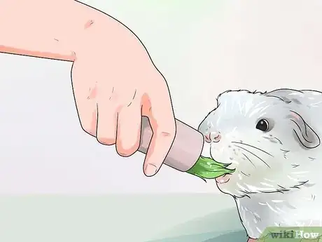 Image intitulée Make Guinea Pig Treats Step 10