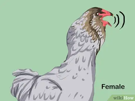 Image intitulée Determine the Sex of a Chicken Step 8
