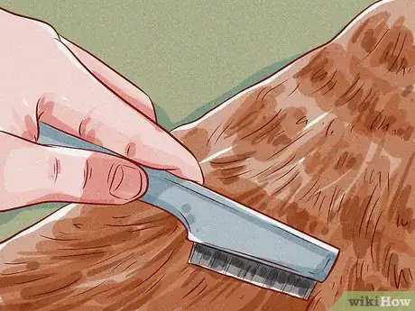 Image intitulée Tell if Your Dog Has Fleas Step 5
