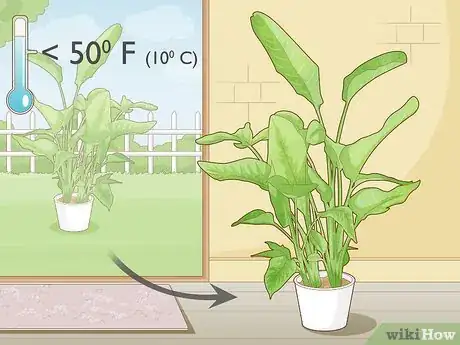 Image intitulée Get a Bird of Paradise to Bloom Step 5