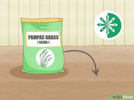 Image intitulée Grow Pampas Grass Step 1