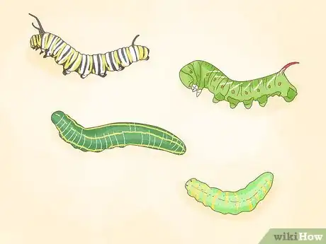 Image intitulée Find a Caterpillar Step 3