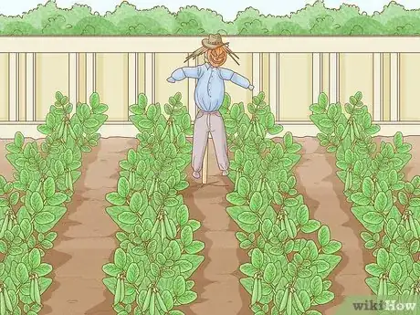 Image intitulée Protect Peas from Birds Step 6
