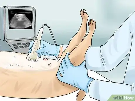 Image intitulée Know if a Pregnant Dog Has Reabsorbed the Fetus Step 4