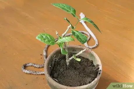 Image intitulée Use Wicks to Water Plants Step 8