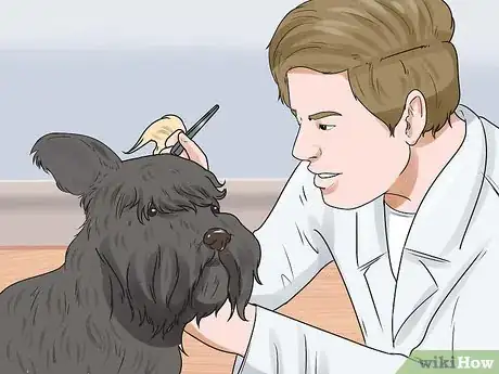 Image intitulée Groom a Miniature Schnauzer Step 9