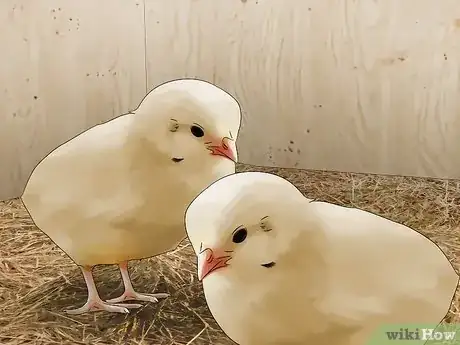 Image intitulée Raise Chickens for Eggs Step 9