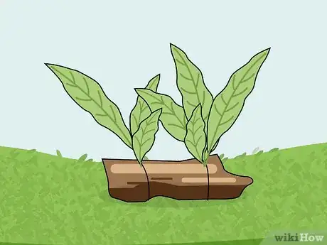 Image intitulée Grow Freshwater Aquarium Plants Step 10