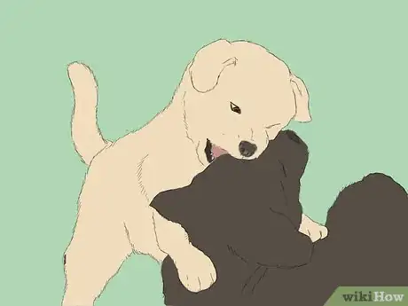 Image intitulée Care for an 8 Week Old Puppy Step 6