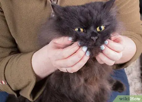 Image intitulée Give Your Cat a Massage Step 5