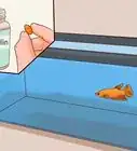 savoir si votre poisson betta est malade